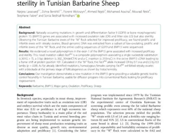 FecXBar a Novel BMP15 mutation responsible for prolificacy and female sterility in Tunisian Barbarine Sheep