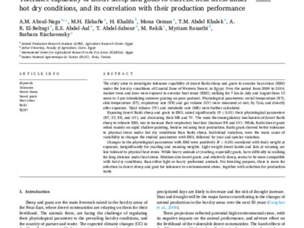 Tolerance capability of desert sheep and goats to exercise heat stress under hot dry conditions, and its correlation with their production performance