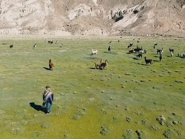 Scaling Sustainable Quinoa-Systems in the Altipiano of Bolivia: Awareness of the Problem and Demand for Solutions - Views from the Field