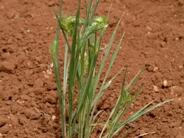 Integrated Pest management (IPM) of Insect Pests - Russian Wheat Aphid Project: Evaluation of Durum Wheat for Russian Wheat Aphid Resistance Experiment 2000