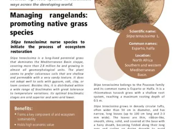 Managing rangelands: promoting native grass species: Stipa tenacissima: nurse species to initiate the process of ecosystem restoration