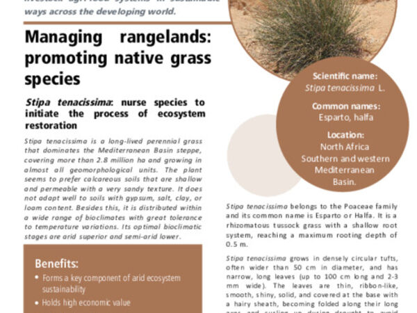 Managing rangelands: promoting native grass species: Stipa tenacissima: nurse species to initiate the process of ecosystem restoration