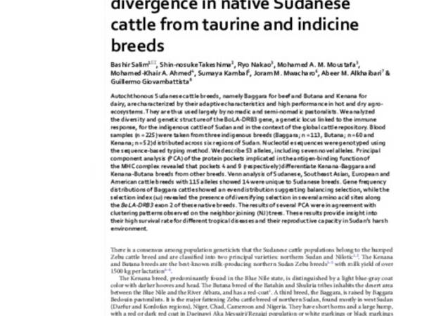 BoLA‑DRB3 gene haplotypes show divergence in native Sudanese cattle from taurine and indicine breeds