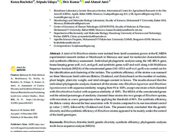 Assessment of Genetic Diversity and Symbiotic Efficiency of Selected Rhizobia Strains Nodulating Lentil (Lens culinaris Medik.)