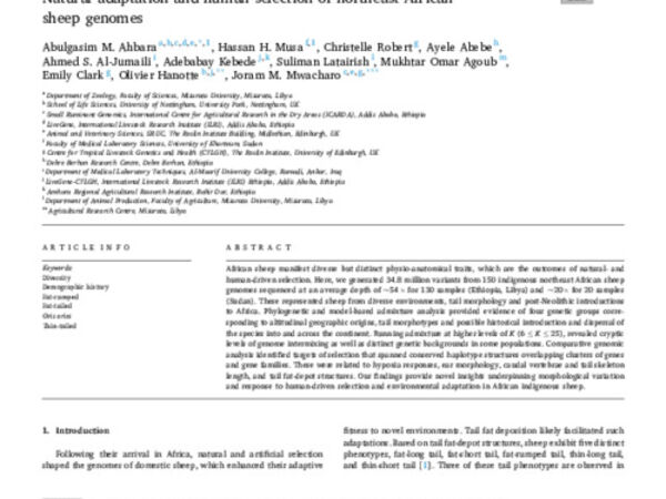 Natural adaptation and human selection of northeast African sheep genomes
