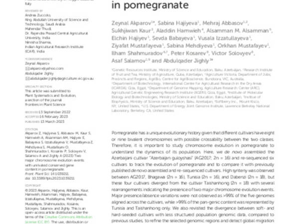 Two major chromosome evolution events with unrivaled conserved gene content in pomegranate