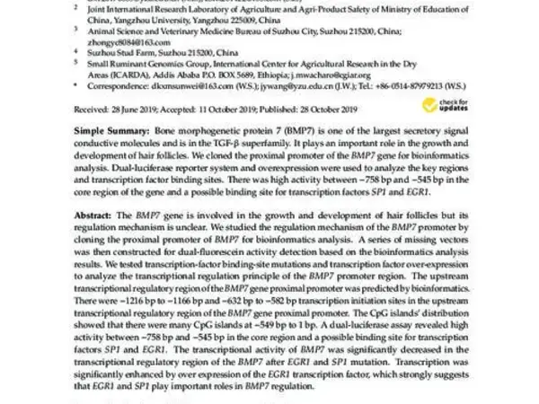 Characteristics of the BMP7 Promoter in Hu Sheep