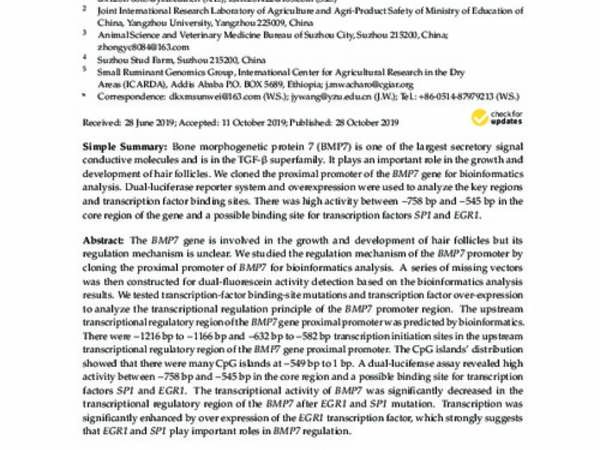 Characteristics of the BMP7 Promoter in Hu Sheep