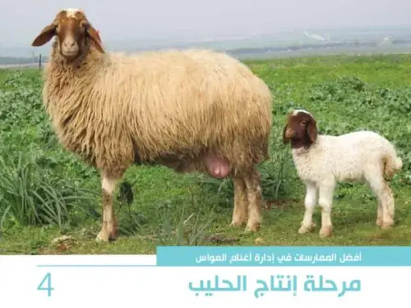 أفضل الممارسات في إدارة أغنام العواس 4 -  مرحلة انتاج الحليب