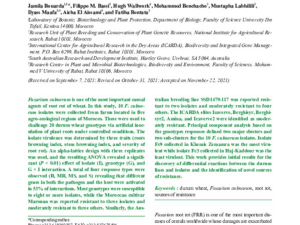 Evaluation of Durum Wheat Genotypes for Resistance against Root Rot Disease Caused by Moroccan Fusarium culmorum Isolates