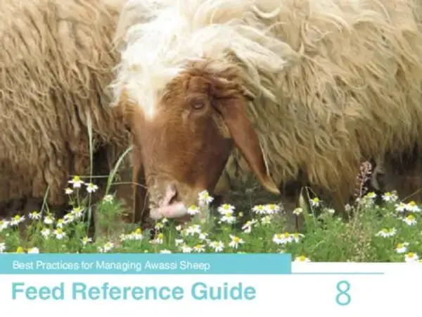 Best Practices for Managing Awassi Sheep 8-Feed Reference Guide