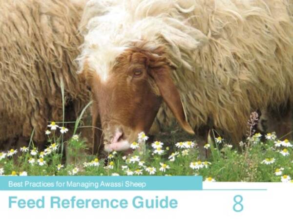 Best Practices for Managing Awassi Sheep 8-Feed Reference Guide