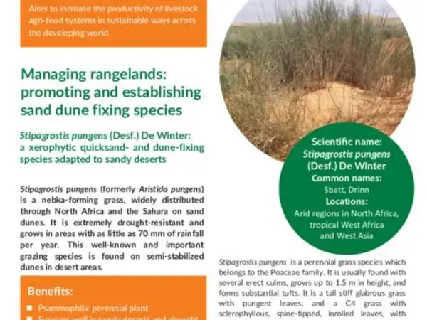 Managing rangelands: promoting and establishing sand dune fixing species: Stipagrostis pungens (Desf.) De Winter: a xerophytic quicksand- and dune-fixing species adapted to sandy deserts