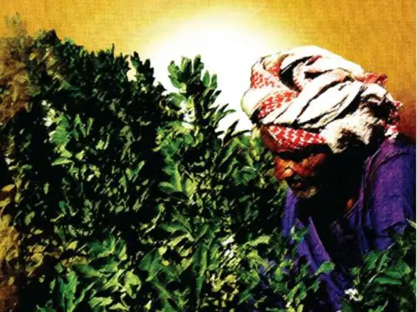 Ties that Bind: ICARDA and Sudan