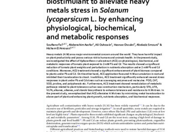 Aphanothece sp. as promising biostimulant to alleviate heavy metals stress in Solanum lycopersicum L. by enhancing physiological, biochemical, and metabolic responses