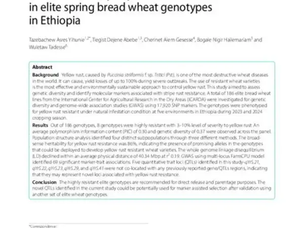 Genetic diversity and genome-wide association study of yellow rust resistance in elite spring bread wheat genotypes in Ethiopia