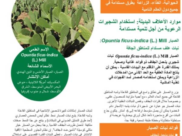 Managing rangelands: promoting sustainable shrub species: Opuntia ficus-indica (L.) Mill: a sustainable fodder plant for the dry areas ( in Arabic)