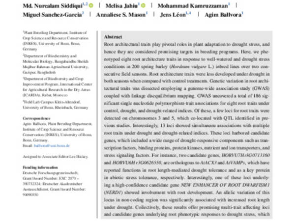 Genetic control of root architectural traits under drought stress in spring barley (Hordeum vulgare L.)