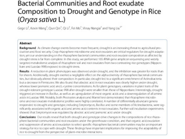 Integrated Microbiome and Metabolomic Analysis Reveal Responses of Rhizosphere Bacterial Communities and Root exudate Composition to Drought and Genotype in Rice (Oryza sativa L.)