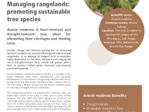 Managing rangelands: promoting sustainable tree species: Acacia modesta: A frost-resistant and drought-tolerant tree ideal for alleviating feed shortages and feeding costs