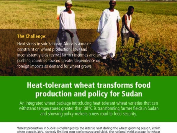 Heat-tolerant wheat transforms food production and policy for Sudan 