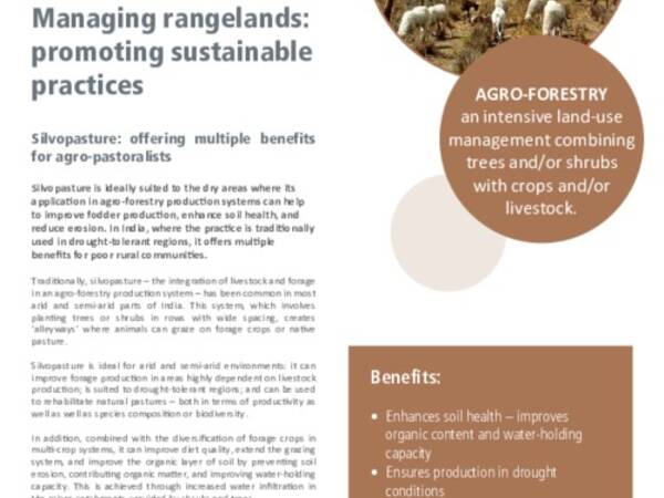 Managing rangelands: promoting sustainable shrub species: Silvopasture: offering multiple benefits for agro-pastoralists