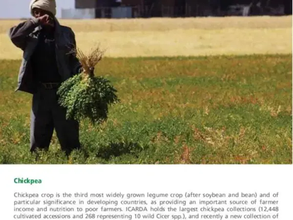 Turning the tide on pulses production in Ethiopia - Chickpea 