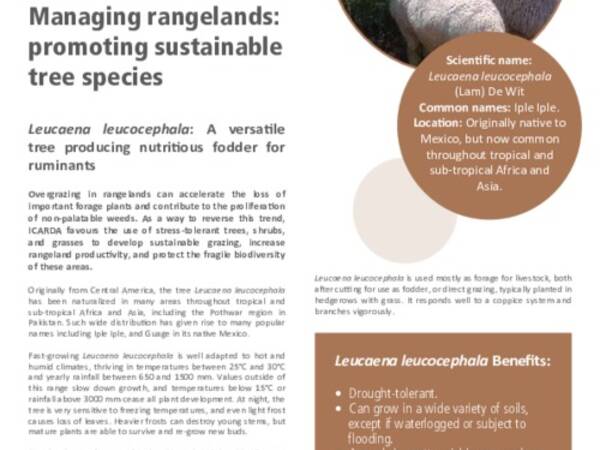 Managing rangelands: promoting sustainable tree species: Leucaena leucocephala: A versatile tree producing nutritious fodder for ruminants