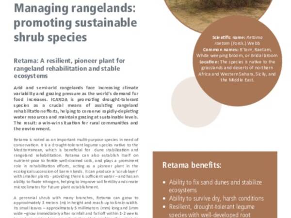 Managing rangelands: promoting sustainable shrub species: Retama: A resilient, pioneer plant for rangeland rehabilitation and stable ecosystems