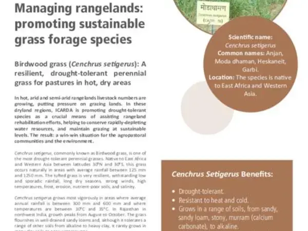 Managing rangelands: promoting sustainable grass forage species: Birdwood grass (Cenchrus setigerus): A resilient, drought-tolerant perennial grass for pastures in hot, dry areas