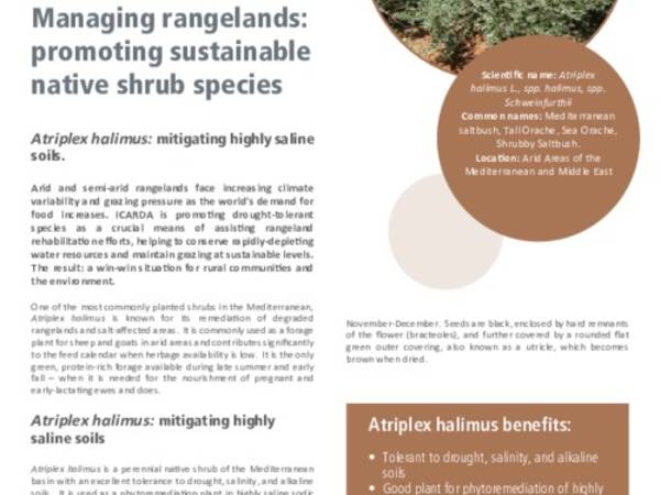 Managing rangelands: promoting sustainable native shrub species: Atriplex halimus: mitigating highly saline soils