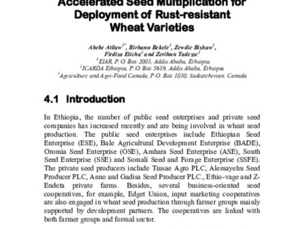 Accelerated Seed Multiplication for Deployment of Rust-resistant Wheat Varieties