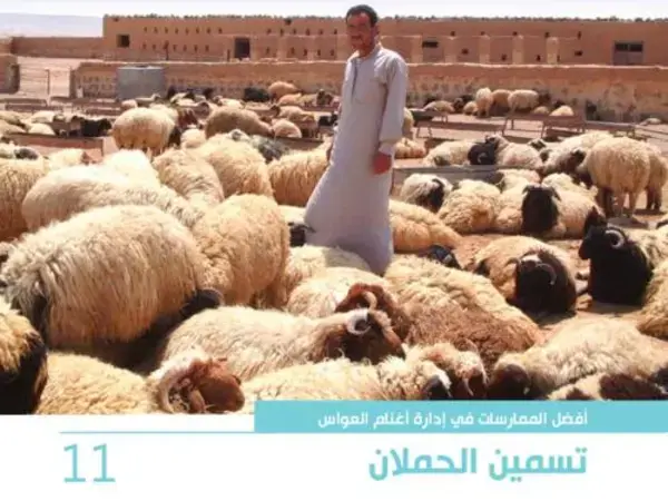 أفضل الممارسات في إدارة أغنام العواس 11 – تسمين الحملان