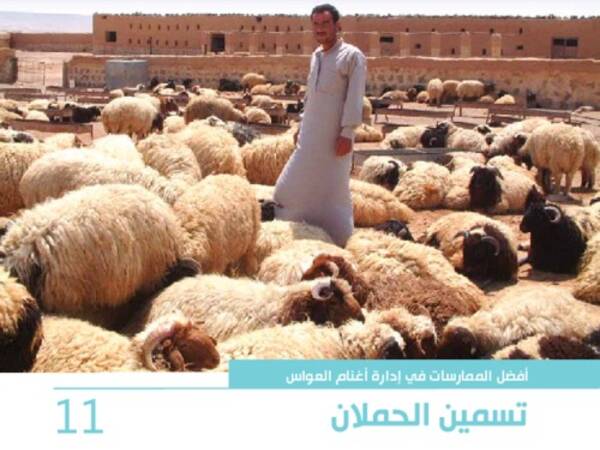 أفضل الممارسات في إدارة أغنام العواس 11 – تسمين الحملان