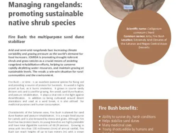 Managing rangelands: promoting sustainable native shrub species: Fire Bush: the multipurpose sand dune stabilizer