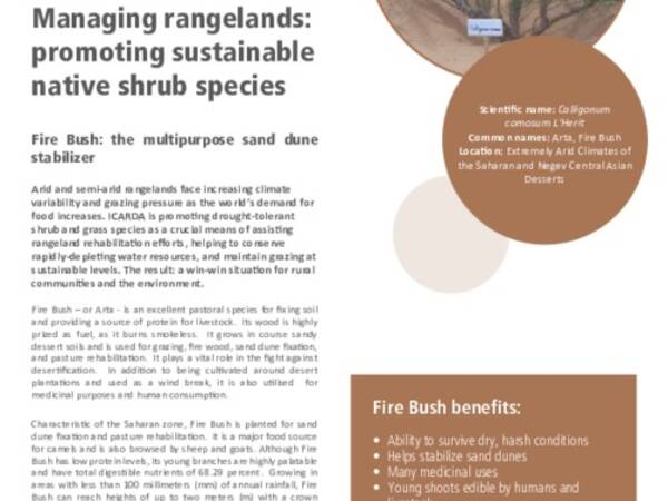 Managing rangelands: promoting sustainable native shrub species: Fire Bush: the multipurpose sand dune stabilizer