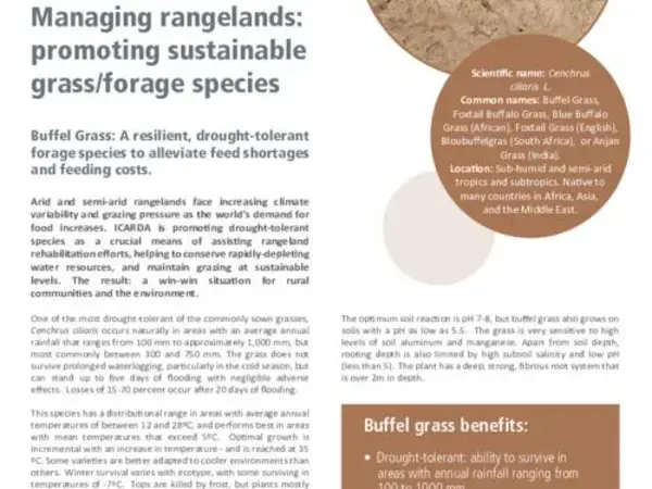Managing rangelands: promoting sustainable grass/forage species: Buffel Grass: A resilient, drought-tolerant forage species to alleviate feed shortages and feeding costs