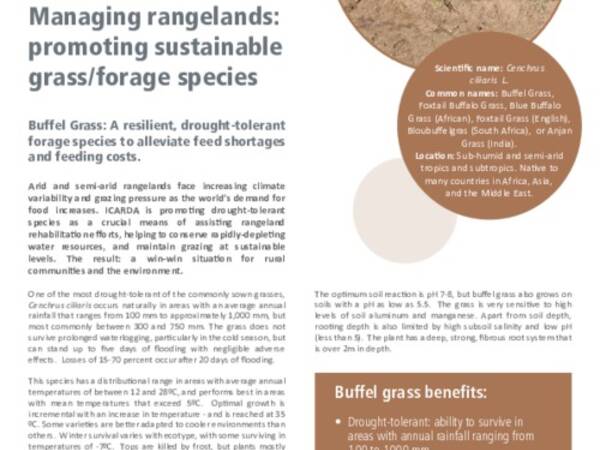 Managing rangelands: promoting sustainable grass/forage species: Buffel Grass: A resilient, drought-tolerant forage species to alleviate feed shortages and feeding costs