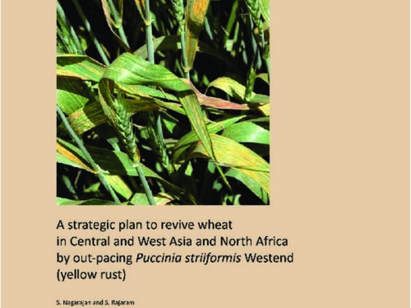 A strategic plan to revive wheat in Central and West Asia and North Africa by out-pacing Puccinia striiformis westend (yellow rust)