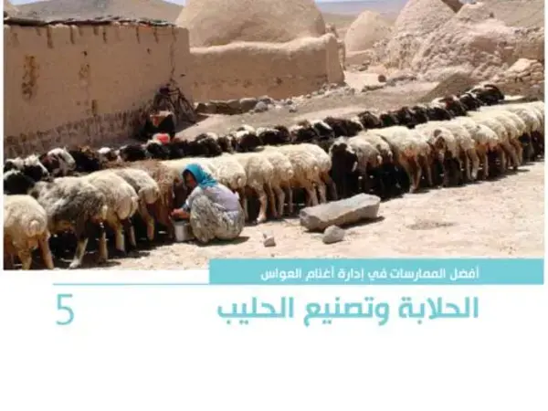  أفضل الممارسات في إدارة أغنام العواس 5 - الحلابة وتصنيع الحليب