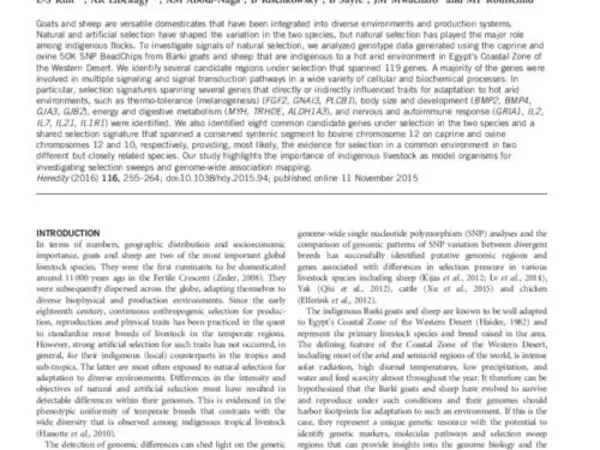 Multiple genomic signatures of selection in goats and sheep indigenous to a hot arid environment