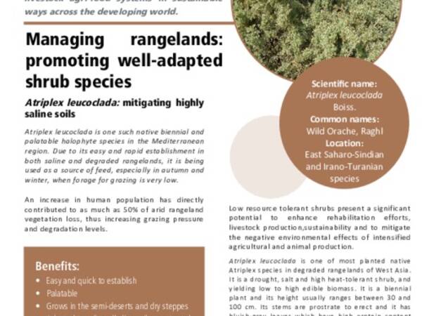 Managing rangelands: promoting well-adapted shrub species: Atriplex leucoclada: mitigating highly saline soils