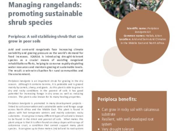 Managing rangelands: promoting sustainable shrub species: Periploca: A soil stabilizing shrub that can grow in poor soils