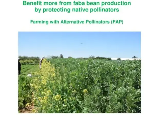 Benefit more from faba bean production by protecting native pollinators. Farming with Alternative Pollinators (FAP)