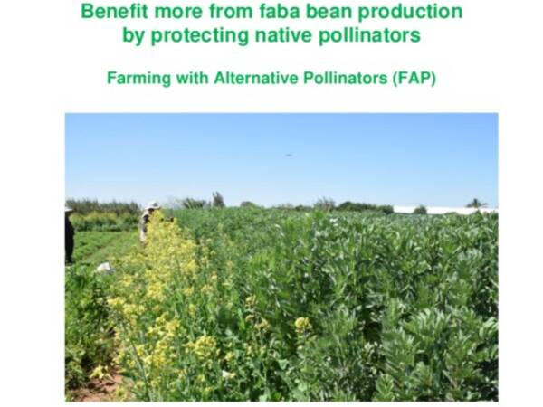 Benefit more from faba bean production by protecting native pollinators. Farming with Alternative Pollinators (FAP)