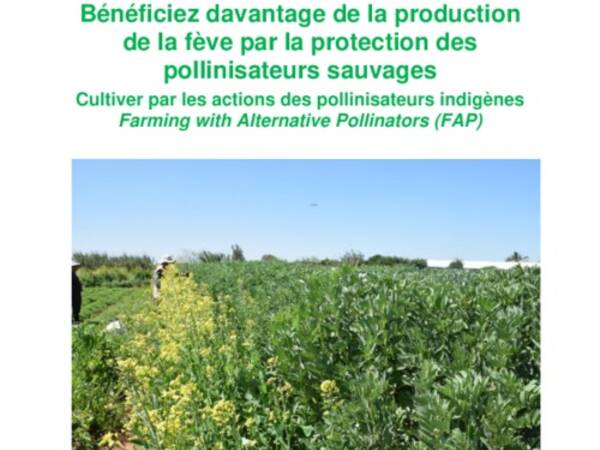 Bénéficiez davantage de la production de la fève par la protection des pollinisateurs sauvages