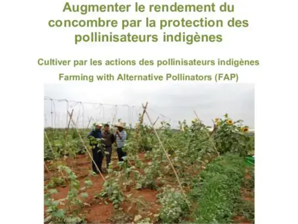 Augmenter le rendement du concombre par la protection des pollinisateurs indigènes: Cultiver par les actions des pollinisateurs indigènes