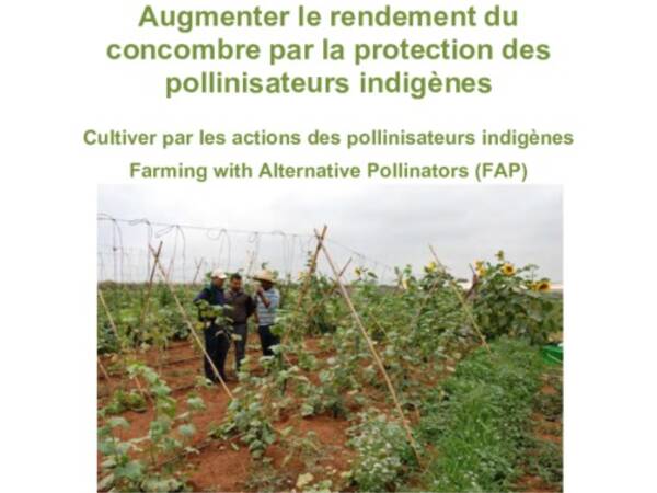 Augmenter le rendement du concombre par la protection des pollinisateurs indigènes: Cultiver par les actions des pollinisateurs indigènes