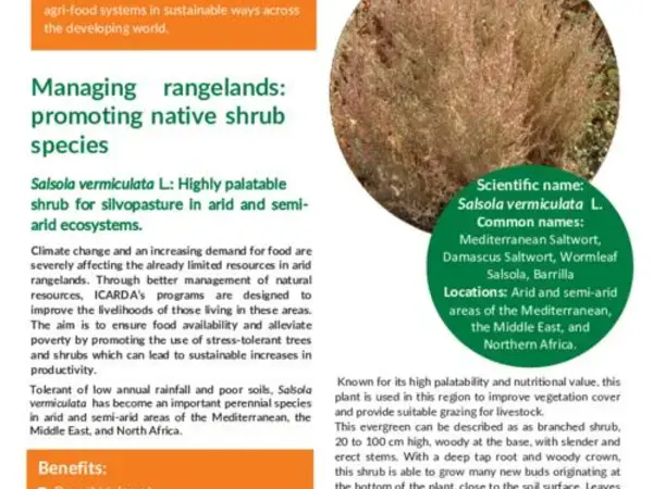 Managing rangelands: promoting native shrub species, Salsola vermiculata L.: Highly palatable shrub for silvopasture in arid and semi-arid ecosystems