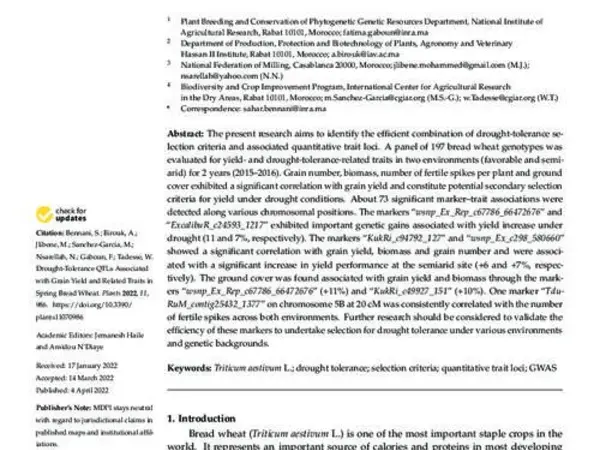Drought-Tolerance QTLs Associated with Grain Yield and Related Traits in Spring Bread Wheat